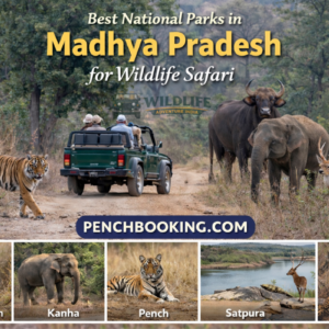 Best National Parks in Madhya Pradesh for Wildlife Safari
