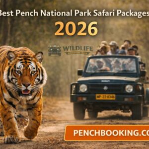 Best Pench National Park Safari Packages for 2026