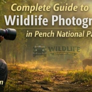 Wildlife Photography in Pench National Park