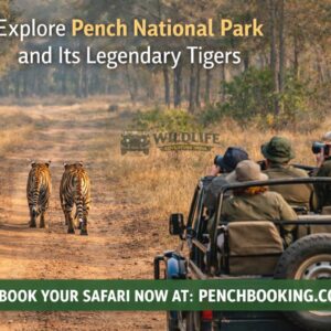 Explore Pench National Park and Its Legendary Tigers