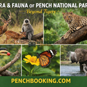 Flora & Fauna of Pench National Park: Beyond Tigers