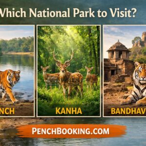 Which National Park to Visit: Pench, Kanha, or Bandhavgarh?