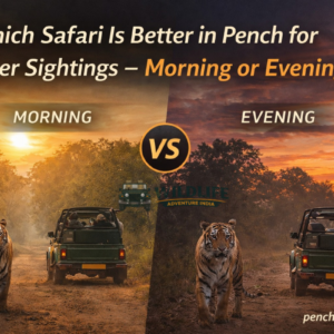 Which Safari Is Better in Pench for Tiger Sightings – Morning or Evening?