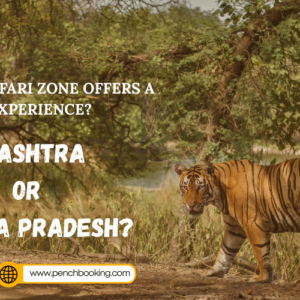 Pench’s Safari Zones Is Better? Maharashtra or Madhya Pradesh?