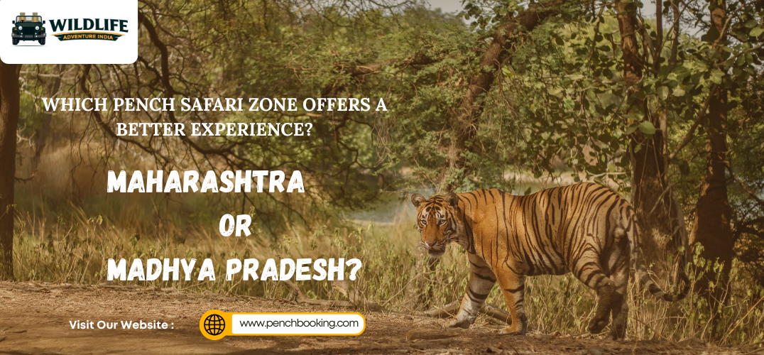 Which Pench safari zone offers a better experience—Maharashtra or Madhya Pradesh?