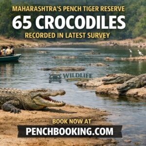 Maharashtra’s Pench Tiger Reserve Counts 65 Crocodiles in Latest Survey