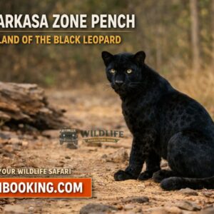 Mogarkasa Zone Pench: The Land of the Black Leopard