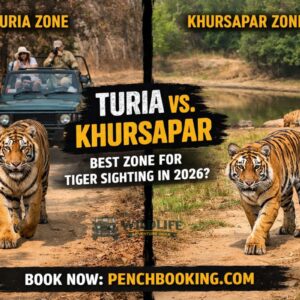 Pench National Park: Turia vs. Khursapar – Best Zone for Tiger Sighting in 2026?