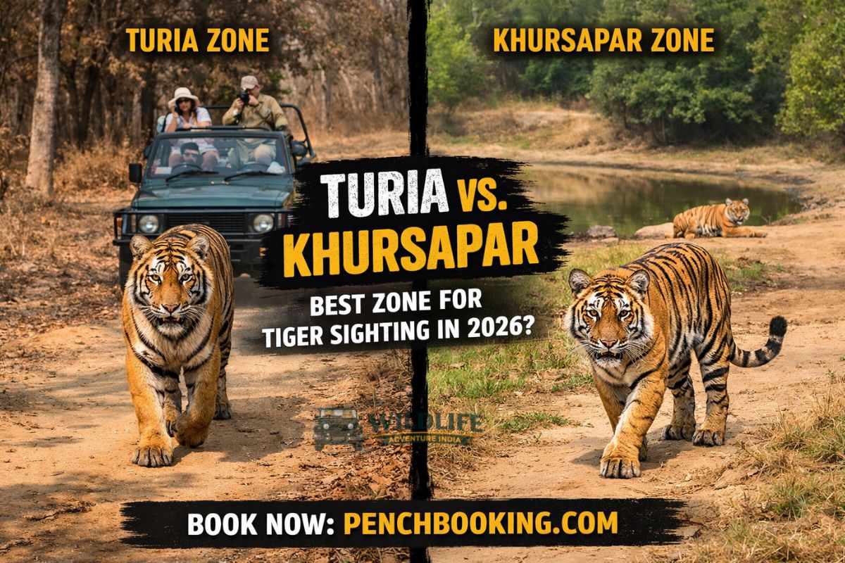 Pench National Park: Turia vs. Khursapar – Best Zone for Tiger Sighting in 2026?