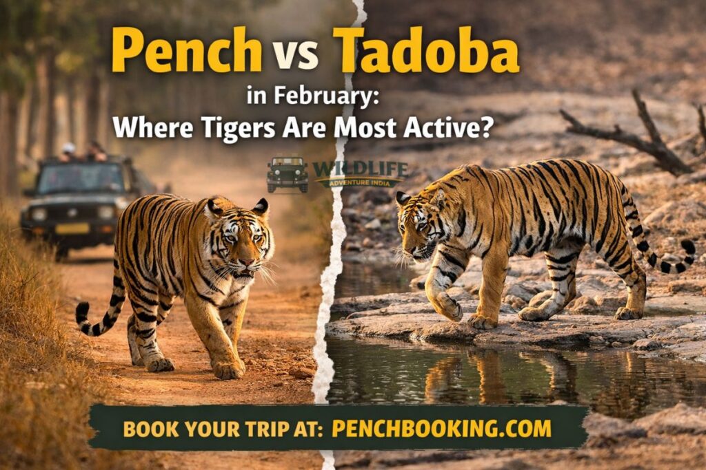 Pench vs Tadoba in February: Where Tigers Are Most Active