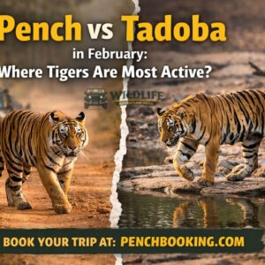 Pench vs Tadoba in February: Where Tigers Are Most Active