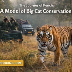 The Journey of Pench: A Model of Big Cat Conservation