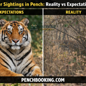 Tiger Sightings in Pench: Reality vs Expectations
