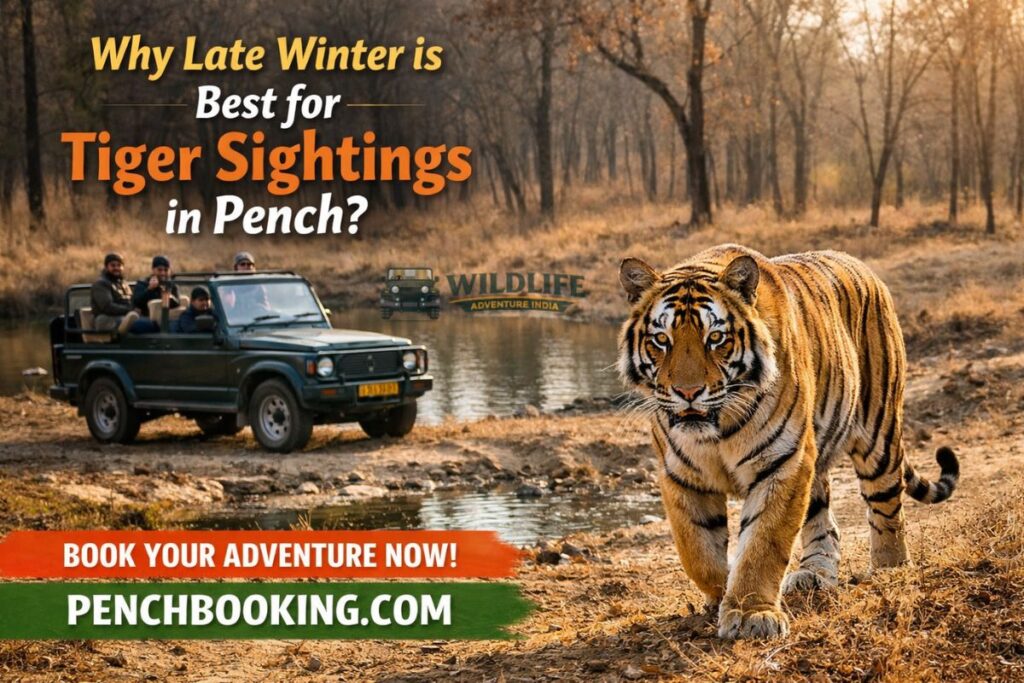 Why Late Winter Is Best for Tiger Sightings in Pench?