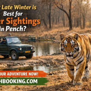 Why Late Winter Is Best for Tiger Sightings in Pench?