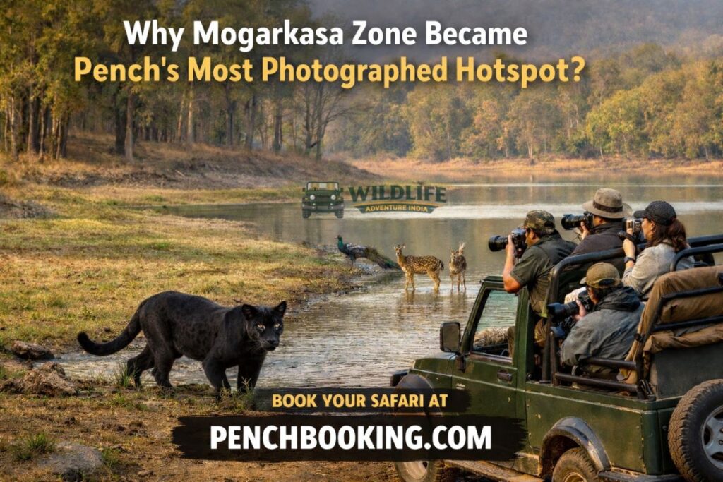 Why Mogarkasa Zone Became Pench’s Most Photographed Hotspot