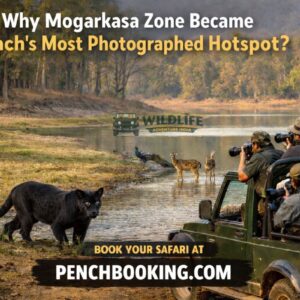 Why Mogarkasa Zone Became Pench’s Most Photographed Hotspot
