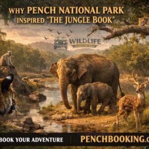 Why Pench National Park Inspired The Jungle Book