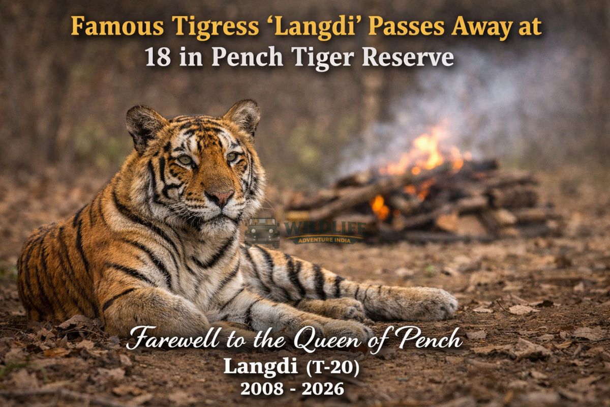Famous Tigress ‘Langdi’ Passes Away at 18 in Pench Tiger Reserve