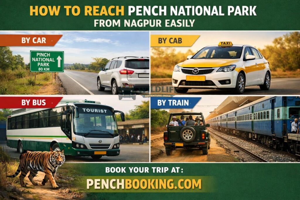 How to Reach Pench National Park from Nagpur Easily
