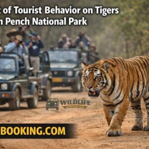 Impact of Tourist Behavior on Tigers in Pench National Park