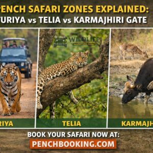 Pench Safari Zones Explained: Turiya vs Telia vs Karmajhiri Gate