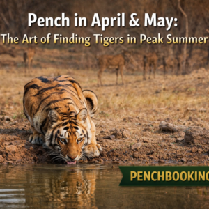Pench in April & May The Art of Finding Tigers in Peak Summer