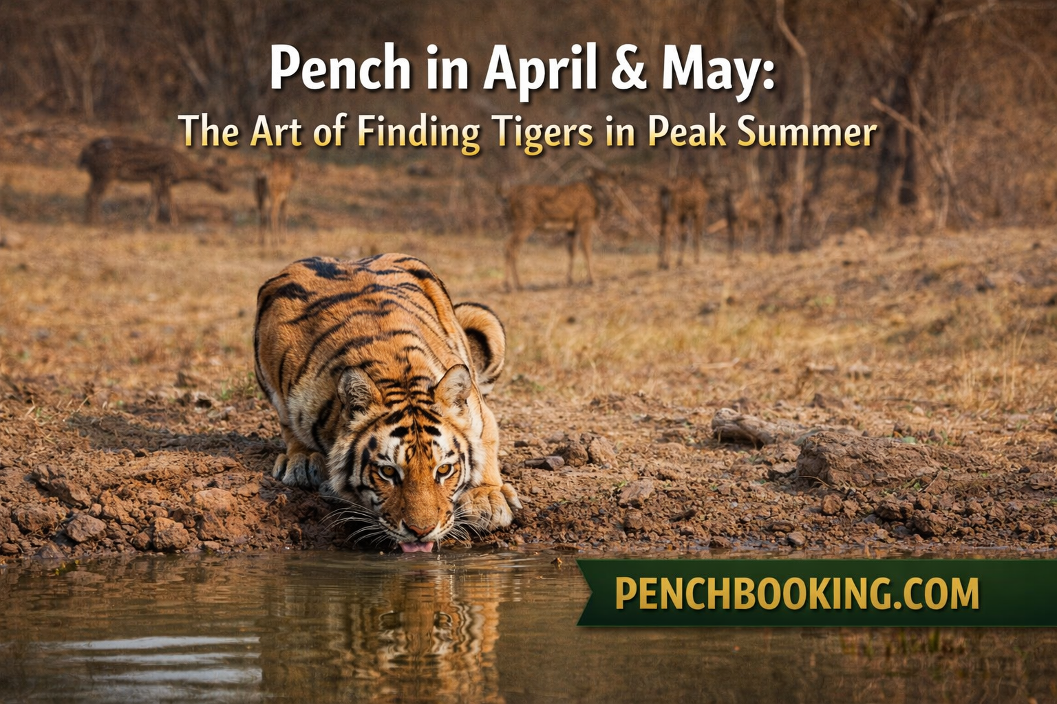 Pench in April &amp; May: The Art of Finding Tigers in Peak Summer