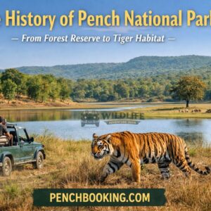 The History of Pench National Park – From Forest Reserve to Tiger Habitat