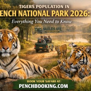 Tigers population in Pench National Park 2026 Everything You Need to Know