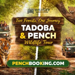 Two Forests, One Journey Tadoba & Pench Wildlife Tour