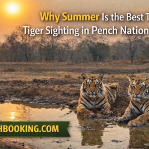 Why Summer Is the Best Time for Tiger Sighting in Pench National Park