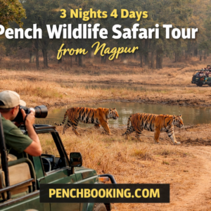 3 Nights 4 Days Pench Wildlife Safari Tour from Nagpur