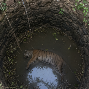 Young Tiger Found Dead in Seoni Well; MP Tiger Death Count Hits 24
