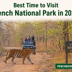 Best Time to Visit Pench National Park in 2026