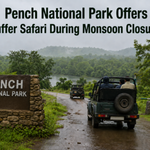 Pench National Park Offers Buffer Safari During Monsoon Closure