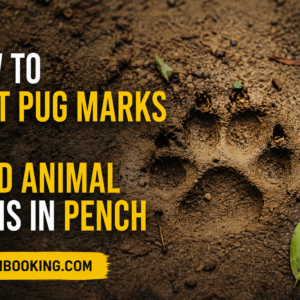 How to Spot Pug Marks and Read Animal Signs in Pench