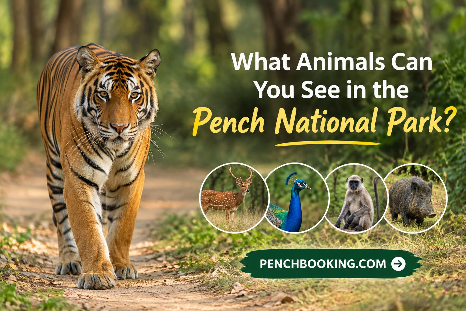 What Animals Can You See in the Pench National Park? 