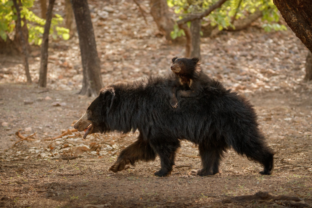 indian sloth bears