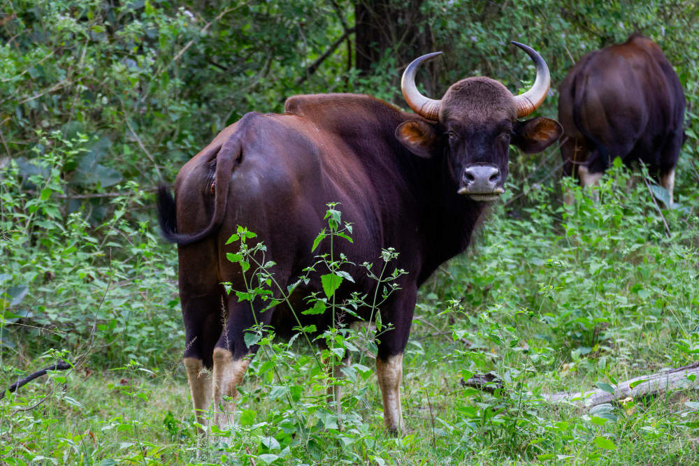 Indian bison gaur