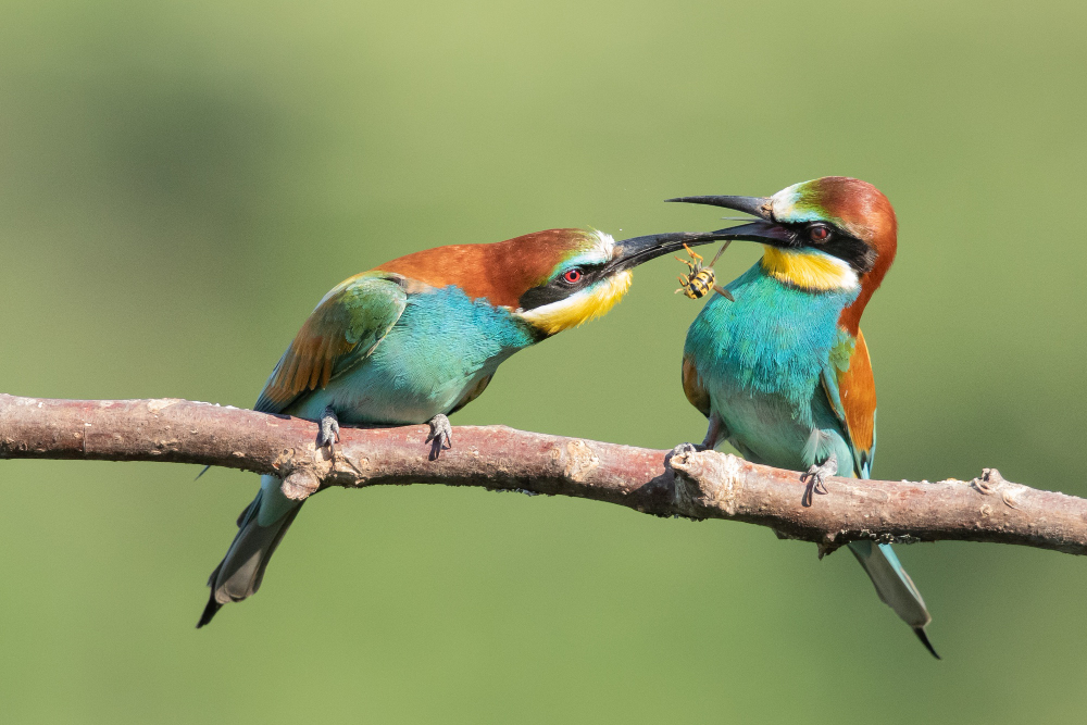 kingfishers