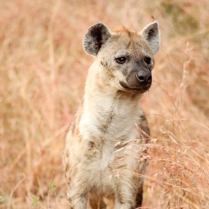 Pench Hyena