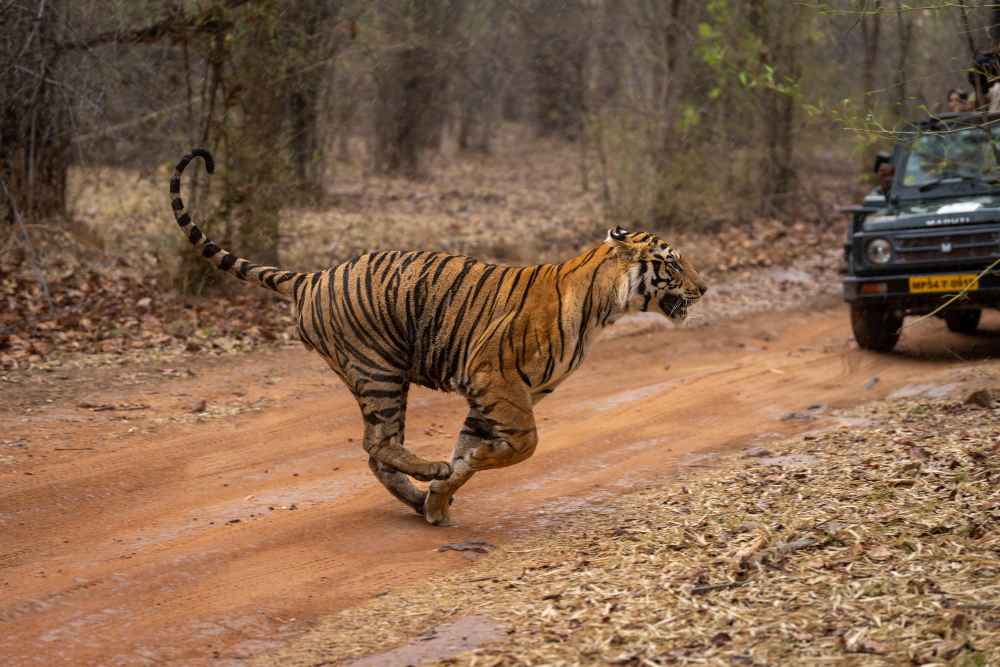 Jeep Safari in Pench