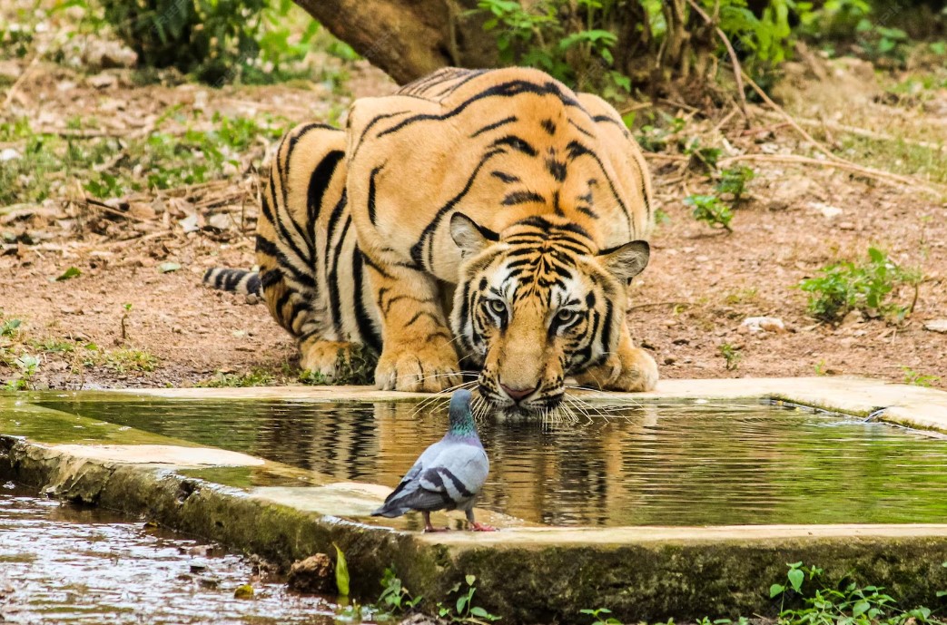 Scenic Beauty of Pench